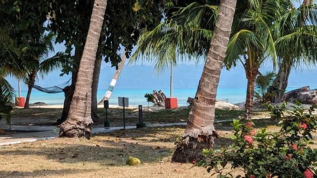 A private beachfront view through palm trees at a Havelock resort