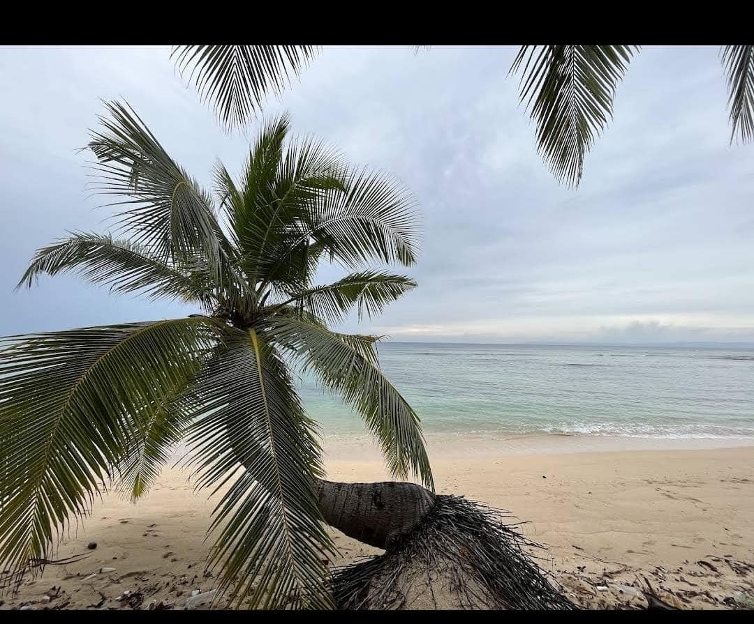 The leaning coconut palm of Kalapathar Beach over calm sea, February 2025