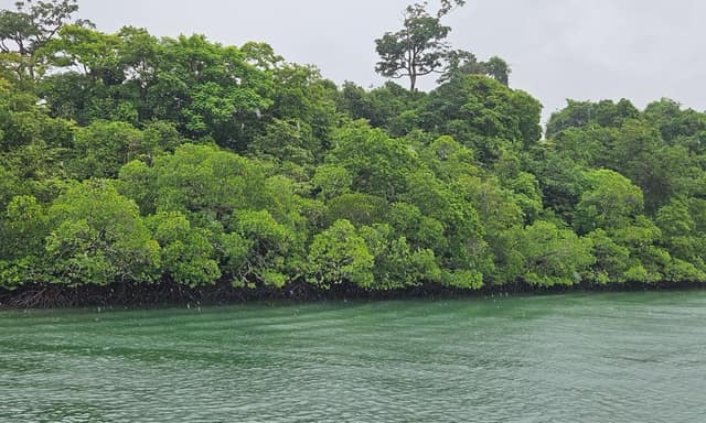Dense mangrove forest meeting green water on the Baratang creek, seen from the boat in the rain